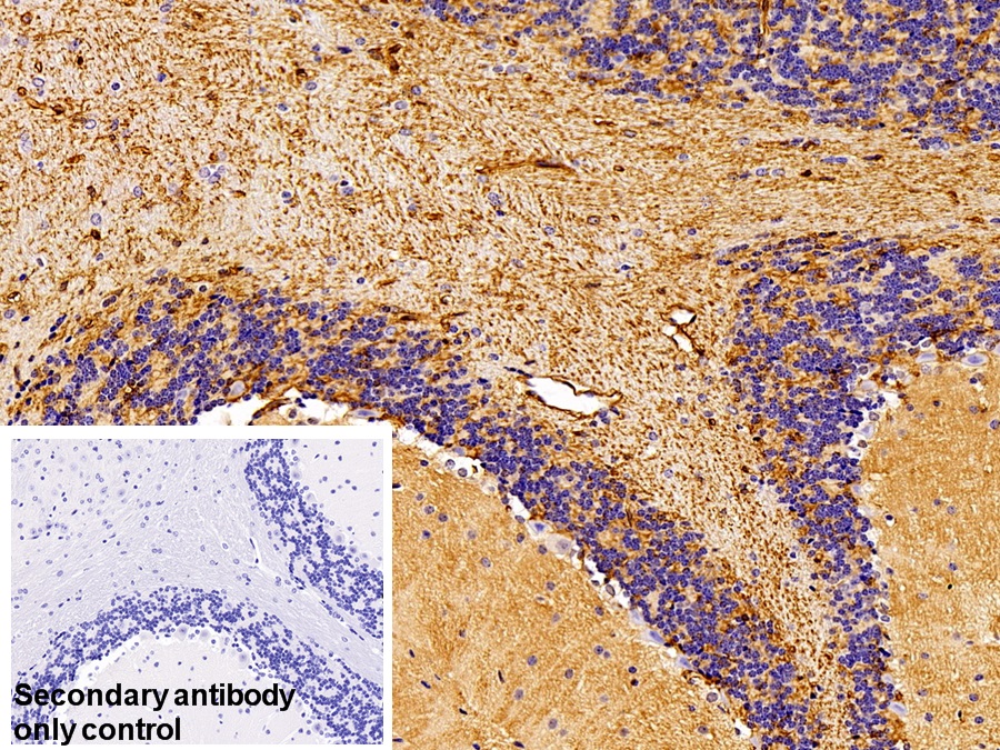 Polyclonal Antibody to Aquaporin 4 (AQP4)