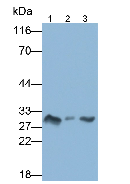 Polyclonal Antibody to Aquaporin 4 (AQP4)