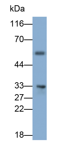 Polyclonal Antibody to Aquaporin 4 (AQP4)