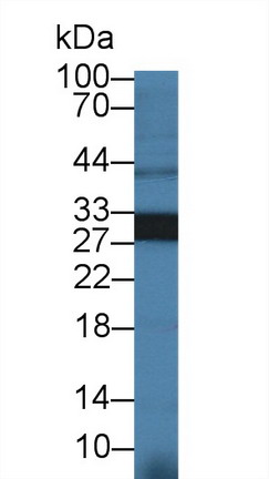 Polyclonal Antibody to Heme Oxygenase 1 (HO1)