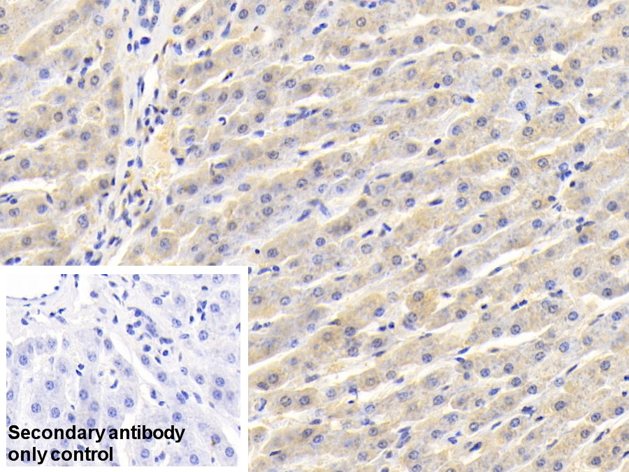 Polyclonal Antibody to Heme Oxygenase 1 (HO1)