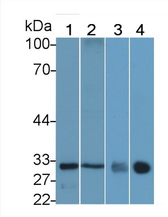 Polyclonal Antibody to Heme Oxygenase 1 (HO1)