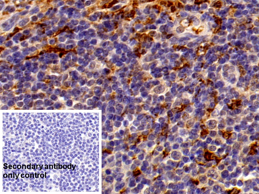 Polyclonal Antibody to Heme Oxygenase 1 (HO1)