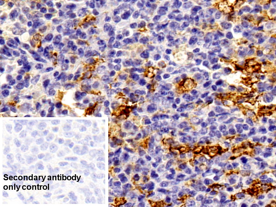 Polyclonal Antibody to Heme Oxygenase 1 (HO1)