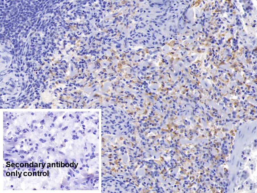 Polyclonal Antibody to Heme Oxygenase 1 (HO1)