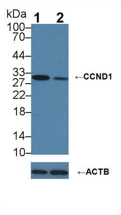 Polyclonal Antibody to Cyclin D1 (CCND1)