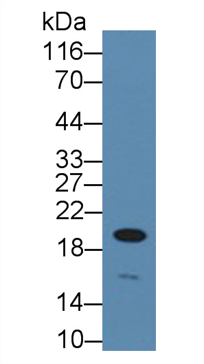 Polyclonal Antibody to Cyclin D3 (CCND3)