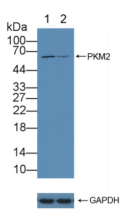 Polyclonal Antibody to Pyruvate kinase isozymes M2 (PKM2)