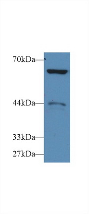 Polyclonal Antibody to Pyruvate kinase isozymes M2 (PKM2)