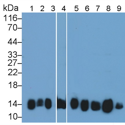 Polyclonal Antibody to Cytochrome C (CYCS)