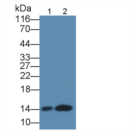 Polyclonal Antibody to Cytochrome C (CYCS)