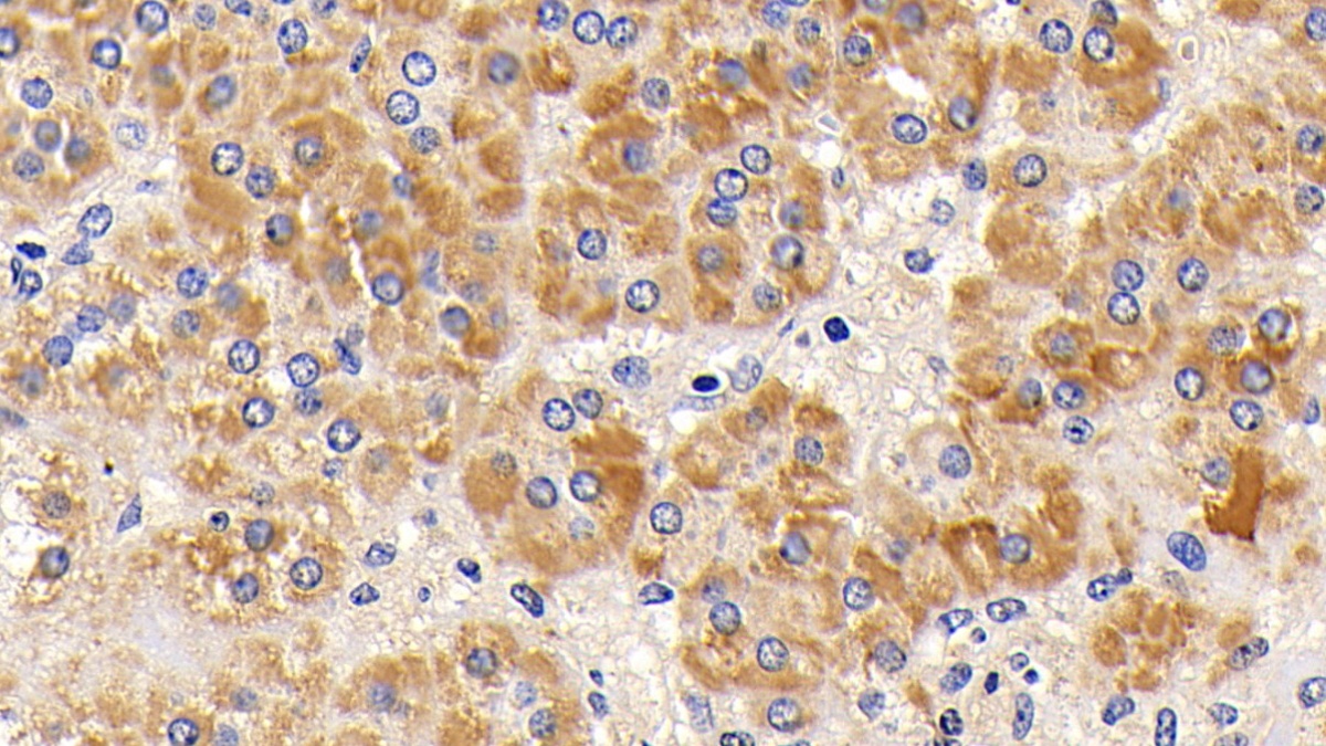 Polyclonal Antibody to Cytochrome C (CYCS)