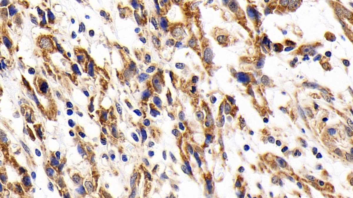 Polyclonal Antibody to Cytochrome C (CYCS)