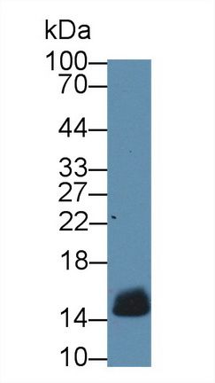 Polyclonal Antibody to Cytochrome C (CYCS)