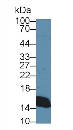 Polyclonal Antibody to Cytochrome C (CYCS)