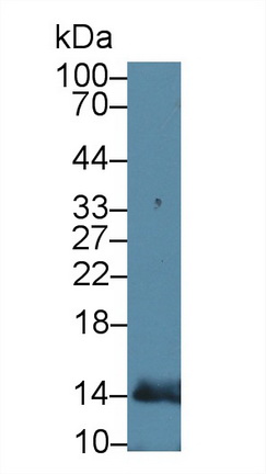 Polyclonal Antibody to Cytochrome C (CYCS)