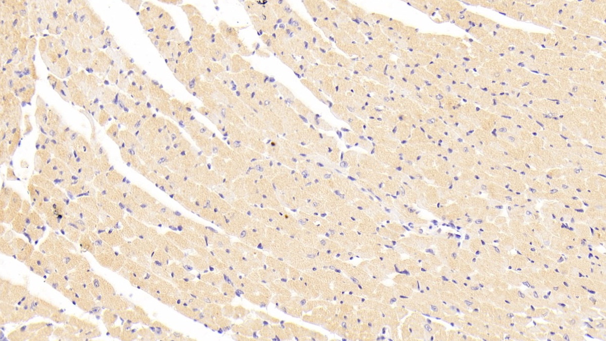 Polyclonal Antibody to Superoxide Dismutase Copper Chaperone