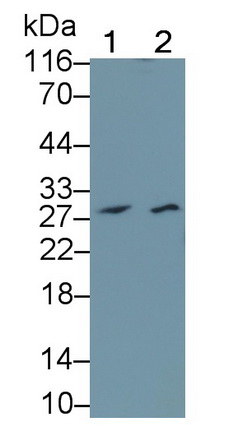 Polyclonal Antibody to Granzyme A (GZMA)