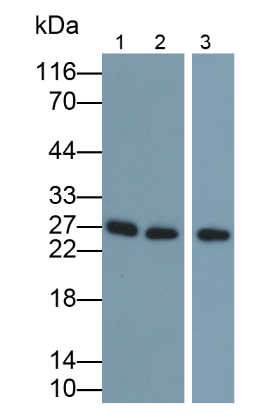 Polyclonal Antibody to Granzyme A (GZMA)