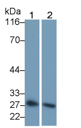 Polyclonal Antibody to Granzyme B (GZMB)