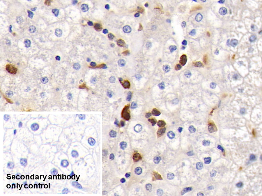 Polyclonal Antibody to Myeloperoxidase (MPO)