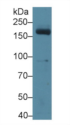 Polyclonal Antibody to Myeloperoxidase (MPO)