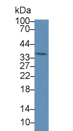 Polyclonal Antibody to Peroxisomal Biogenesis Factor 2 (PEX2)