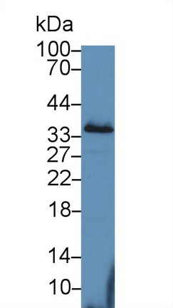 Polyclonal Antibody to Peroxisomal Biogenesis Factor 2 (PEX2)