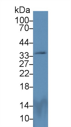 Polyclonal Antibody to Peroxisomal Biogenesis Factor 2 (PEX2)