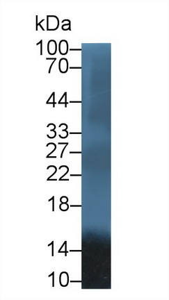 Polyclonal Antibody to Apolipoprotein A2 (APOA2)