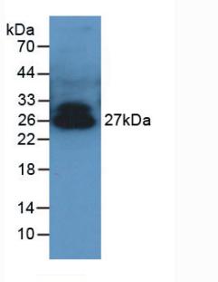 Polyclonal Antibody to Adiponectin (ADPN)