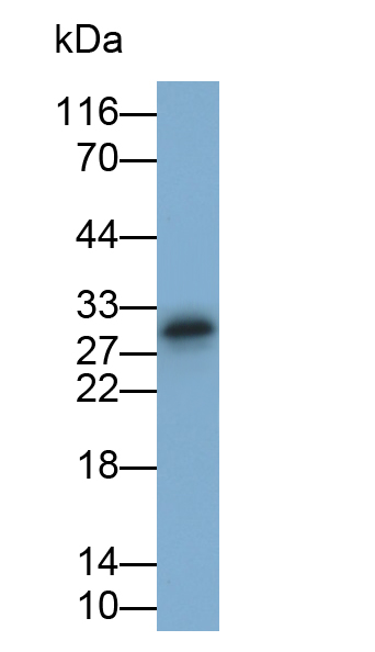 Polyclonal Antibody to Adiponectin (ADPN)