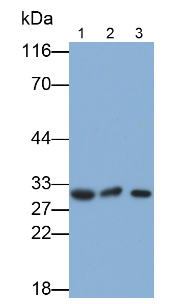 Polyclonal Antibody to Adiponectin (ADPN)