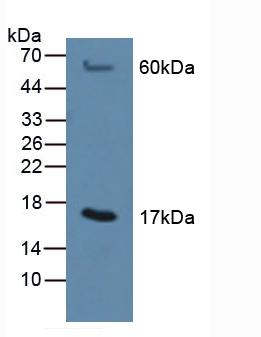 Polyclonal Antibody to Microsomal Glutathione S Transferase 1 (MGST1)