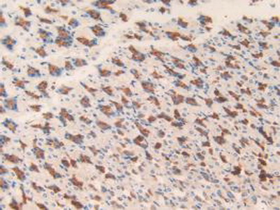 Polyclonal Antibody to Microsomal Glutathione S Transferase 1 (MGST1)