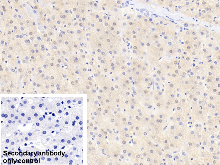 Polyclonal Antibody to Glutathione S Transferase Alpha 1 (GSTa1)