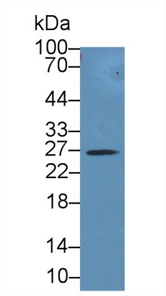 Polyclonal Antibody to Glutathione S Transferase Alpha 1 (GSTa1)