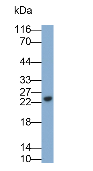 Polyclonal Antibody to Immunoglobulin Lambda 2 (Igl2)