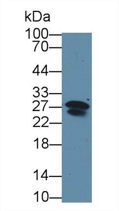 Polyclonal Antibody to Immunoglobulin Lambda 2 (Igl2)