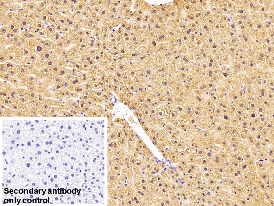 Polyclonal Antibody to Glutathione S Transferase Omega 1 (GSTo1)