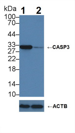 Polyclonal Antibody to Caspase 3 (CASP3)