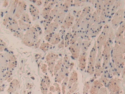 Polyclonal Antibody to Caspase 3 (CASP3)