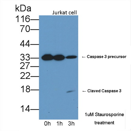 Polyclonal Antibody to Caspase 3 (CASP3)