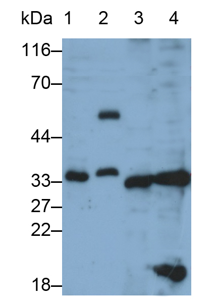 Polyclonal Antibody to Caspase 3 (CASP3)