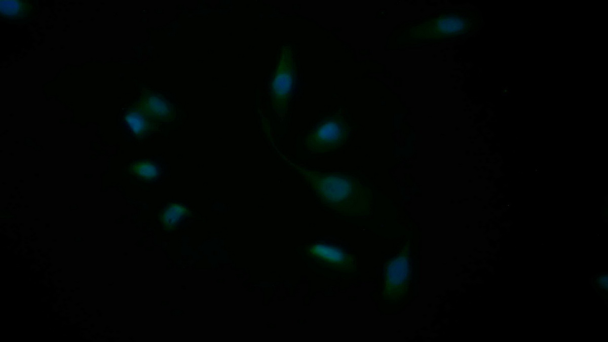 Polyclonal Antibody to Caspase 3 (CASP3)