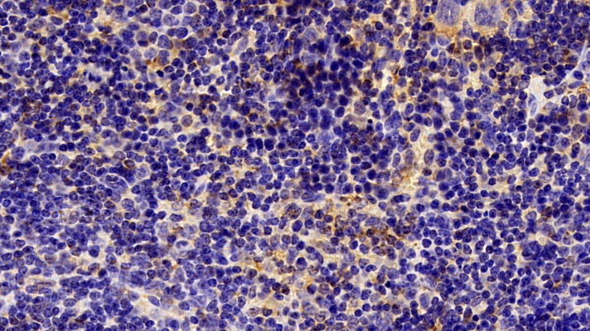 Polyclonal Antibody to Caspase 3 (CASP3)