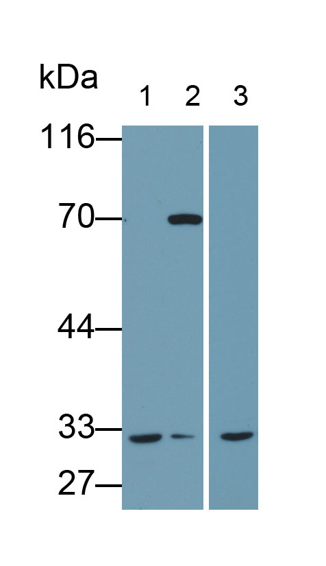 Polyclonal Antibody to Caspase 3 (CASP3)