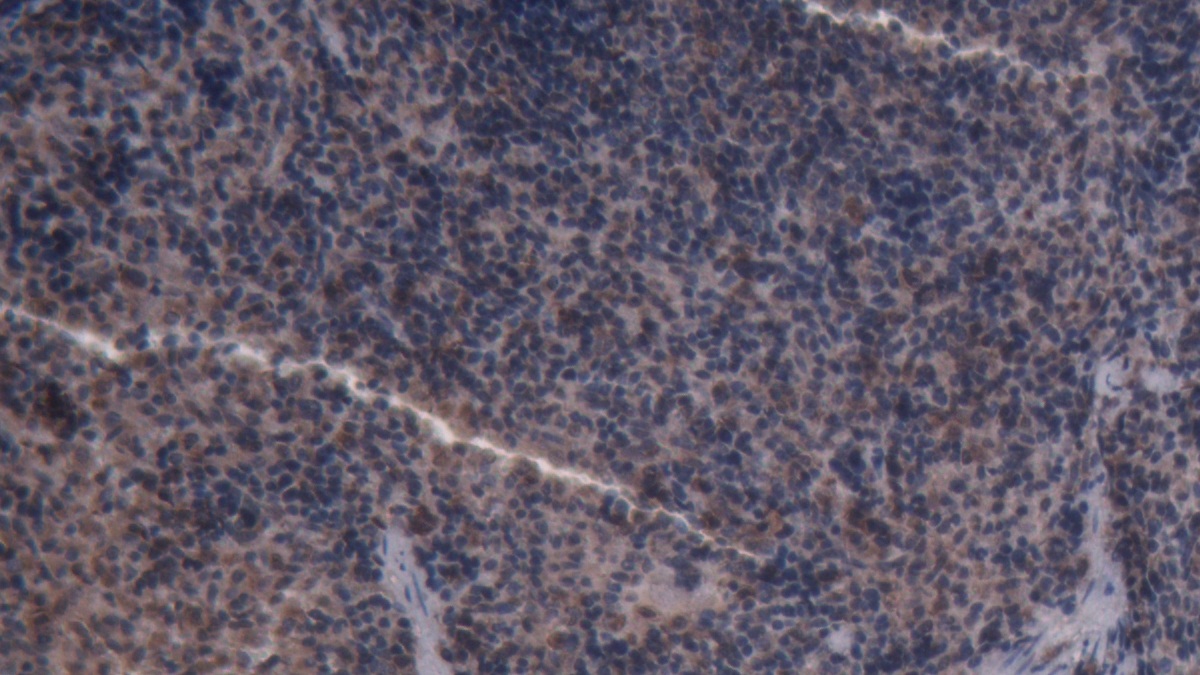 Polyclonal Antibody to Caspase 3 (CASP3)