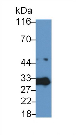 Polyclonal Antibody to Caspase 3 (CASP3)