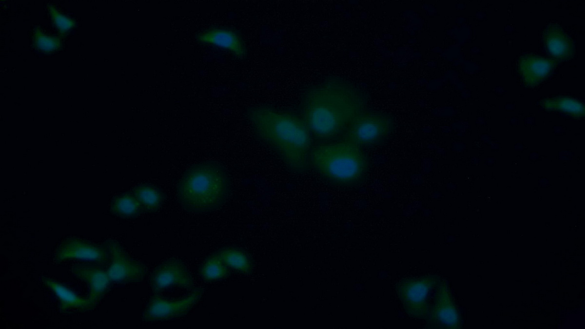 Polyclonal Antibody to Caspase 9 (CASP9)